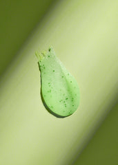 Palm Grove Shea Sugar Scrub