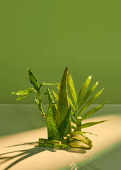 Palm Grove Hydraglow Body Serum